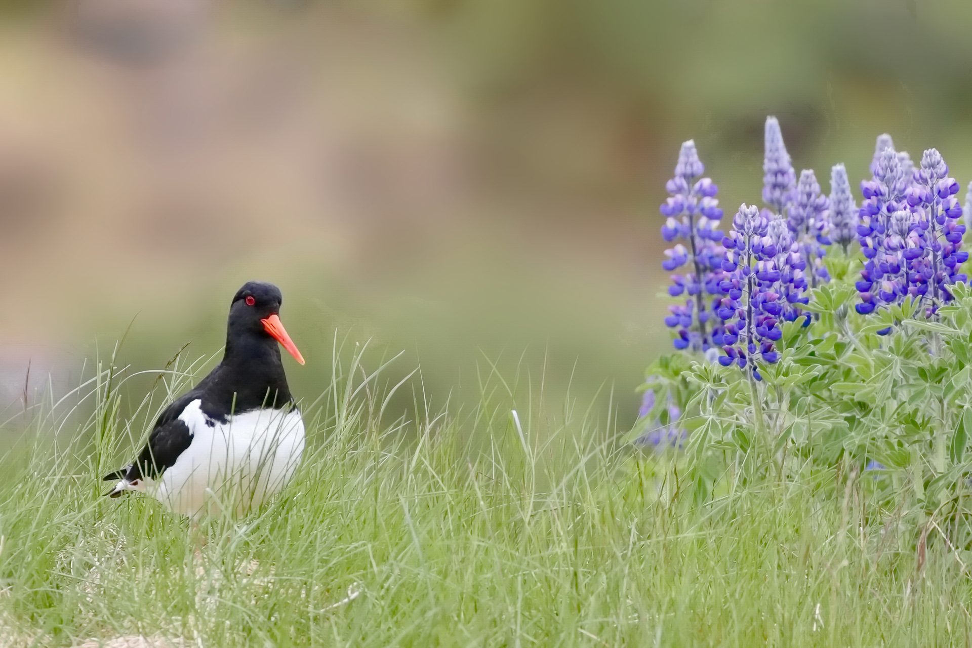 Huitrier pie et lupin d'Alaska